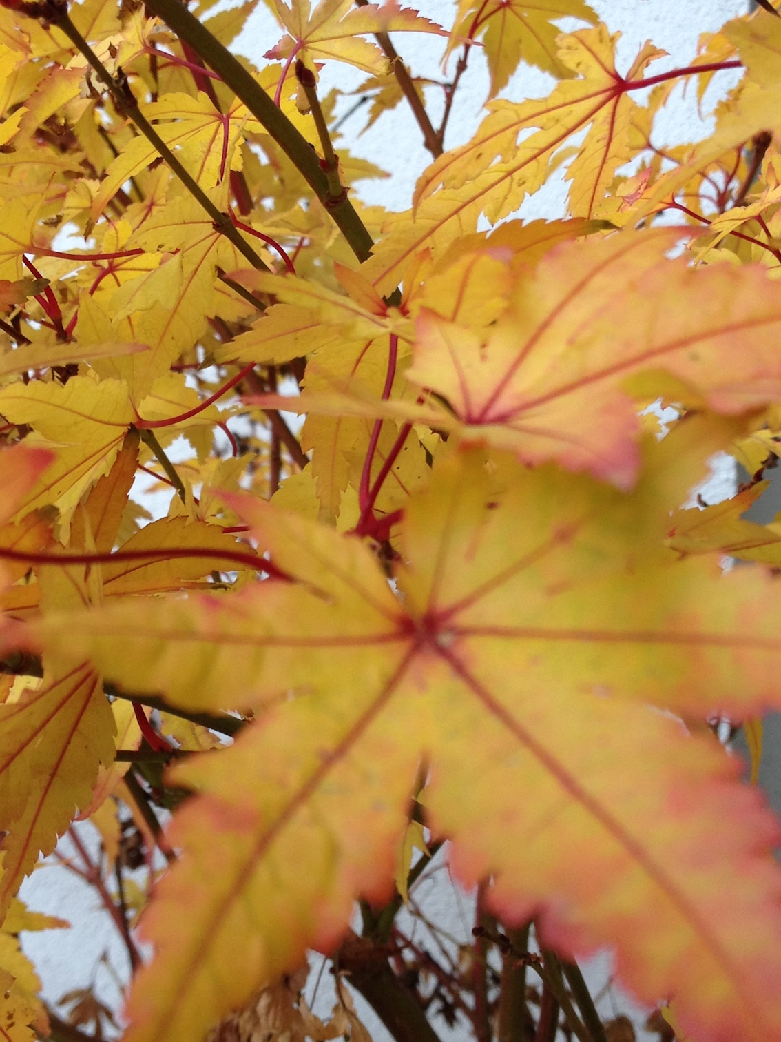 (4) Herbst Kopie