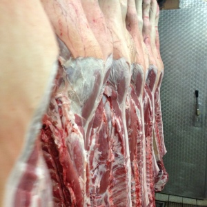 (8) Schweine Kopie