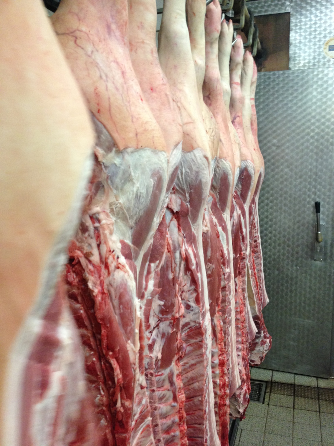 (8) Schweine Kopie