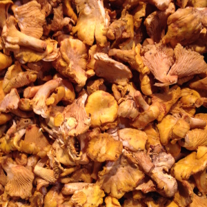 (6) Pilze Kopie