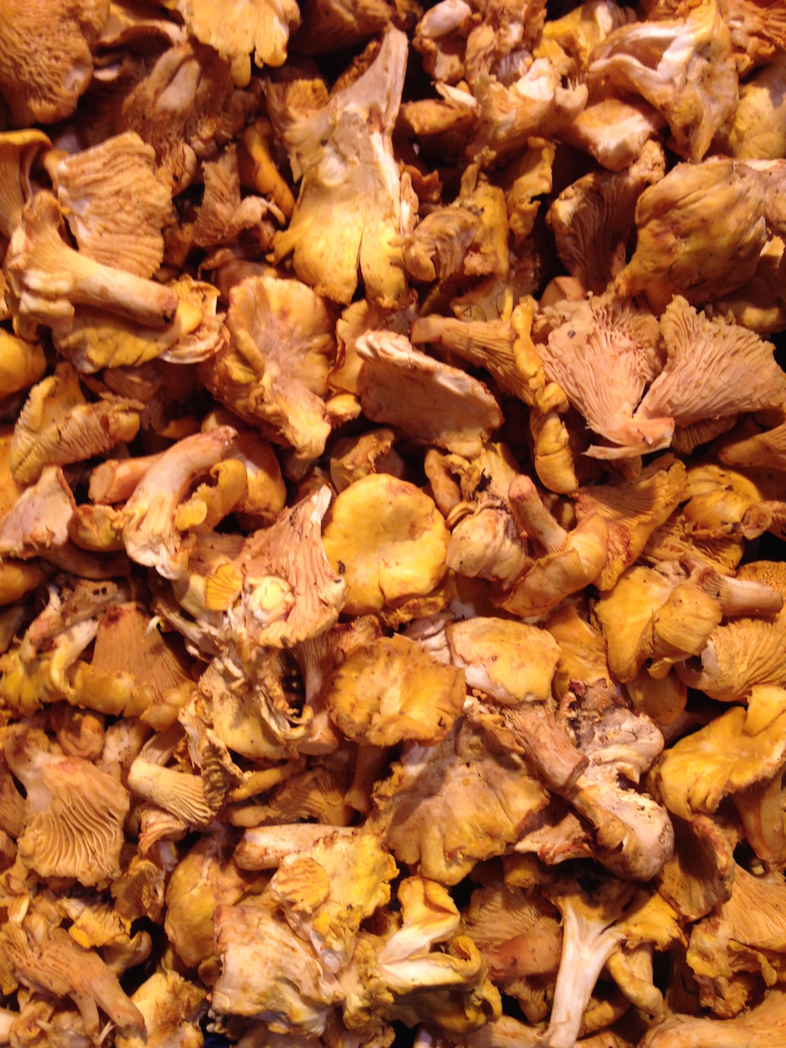 (6) Pilze Kopie